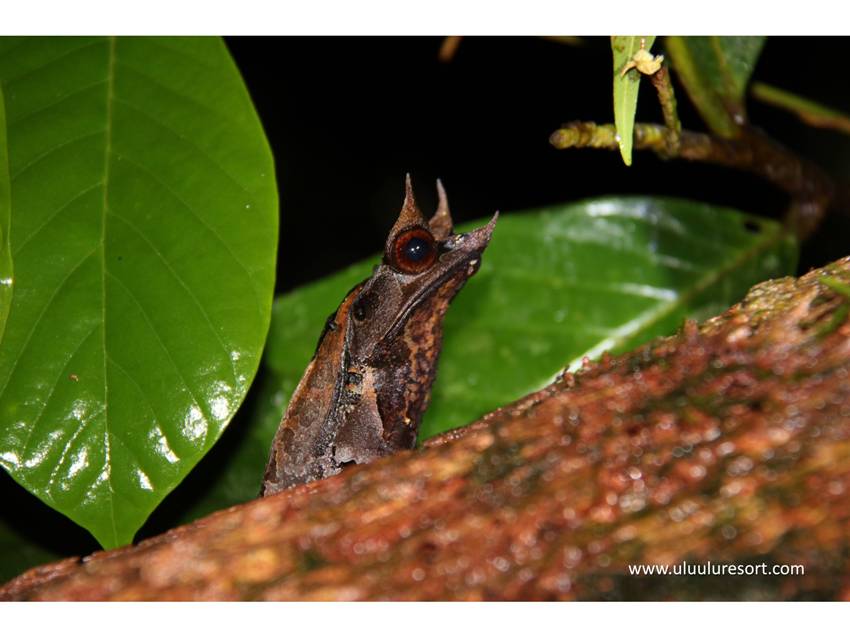 Bornean horned frog image