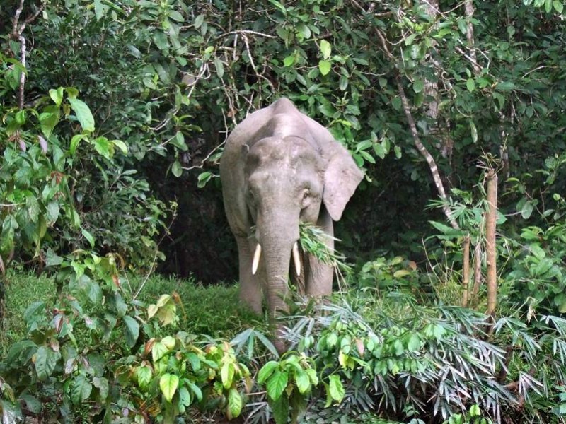 Borneo pygmy elephant image