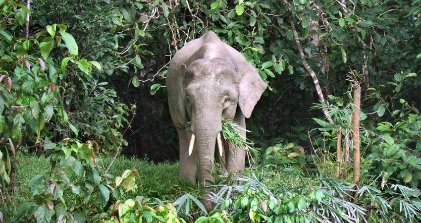 Borneo pygmy elephant image